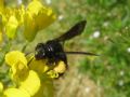 Andrena morio